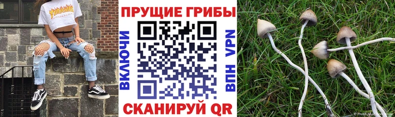 даркнет сайт Инта Псилоцибиновые грибы Psilocybine cubensis